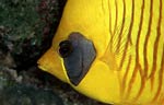 Bluecheek butterflyfish