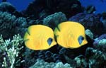 Bluecheek butterflyfish