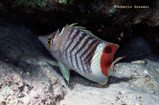 Chaetodon paucifasciatus