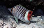 Eritrean butterflyfish