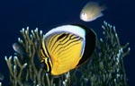 Blacktail butterflyfish