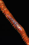 Whip coral goby