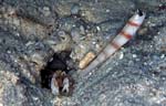 Steinitz' prawn-goby with Djedda snapping shrimp