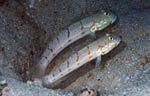 Maiden goby