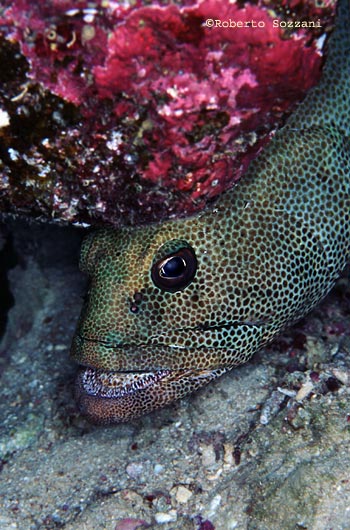 Epinephelus chlorostigma