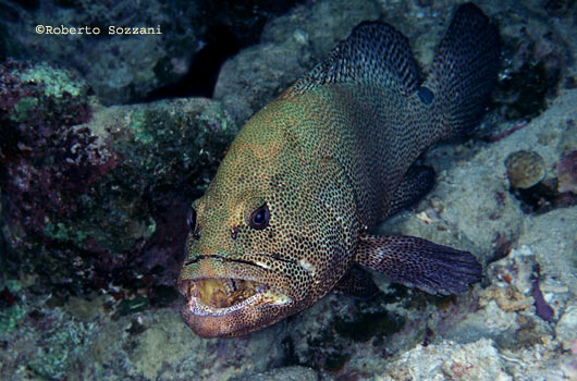 Epinephelus chlorostigma