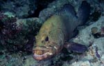 Brownspotted grouper