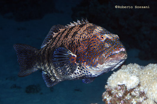 Plectropomus pessuliferus marisrubri