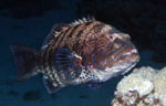 Roving coralgrouper