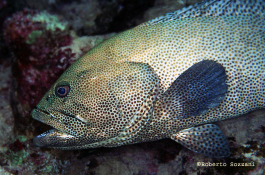 Epinephelus chlorostigma