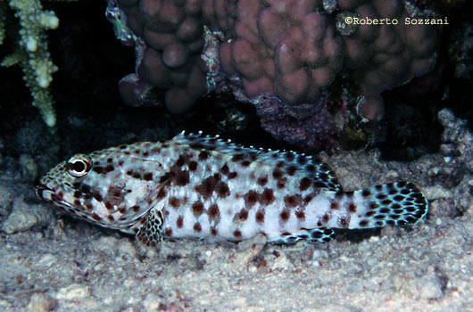 Epinephelus tauvina