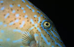 Scrawled filefish