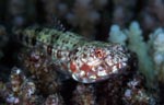 Variegated lizardfish