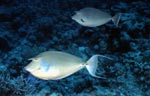 Bluespine unicornfish