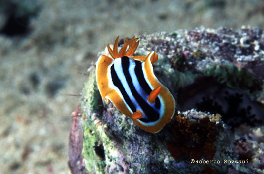 Chromodoris quadricolor