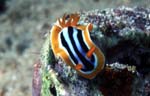 Chromodoris quadricolor