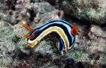 Chromodoris quadricolor