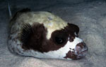 Masked puffer