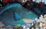 Bicolour parrotfish