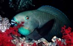 Daisy parrotfish