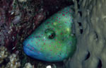 Broomtail wrasse