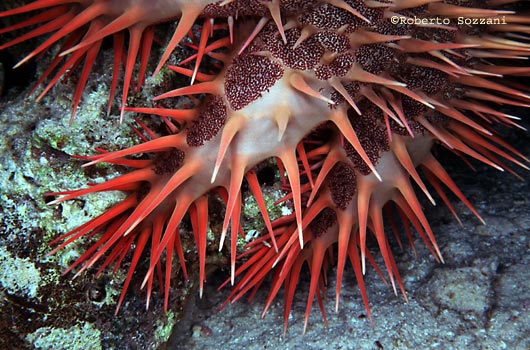 Acanthaster planci