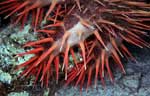 Crown of Thorns Starfish