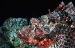 Tassled scorpionfish