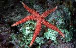 Egyptian sea star