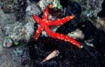 Starfish