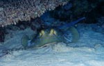 Bluespotted ribbontail ray