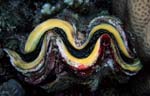 Giant clam