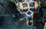 Hawksbill sea turtle