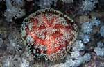 Fire sea urchin