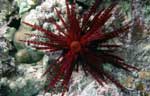 Banded urchin