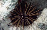 Rock boring urchin