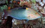 Checkerboard wrasse