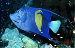 Yellowbar Angelfish