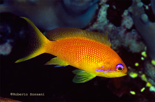 Pseudanthias squamipinnis