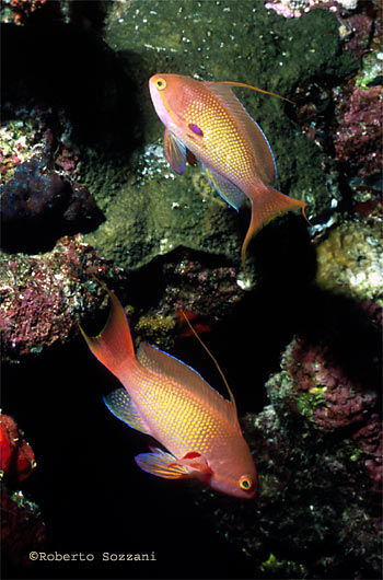 Pseudanthias squamipinnis