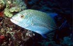 Bluefin trevally