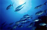 Bigeye trevally