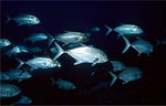 Bigeye trevally