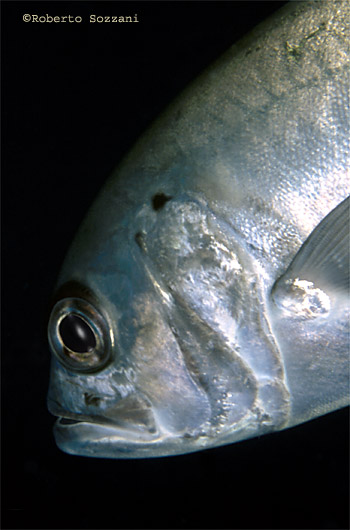 Caranx sexfasciatus