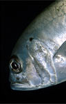 Bigeye trevally