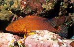 Coral grouper