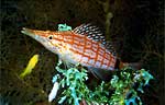 Longnose hawkfish