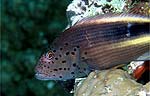 Blotched hawkfish