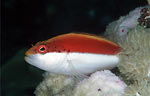 Blotched hawkfish - juvenile