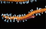 Gorgonian goby